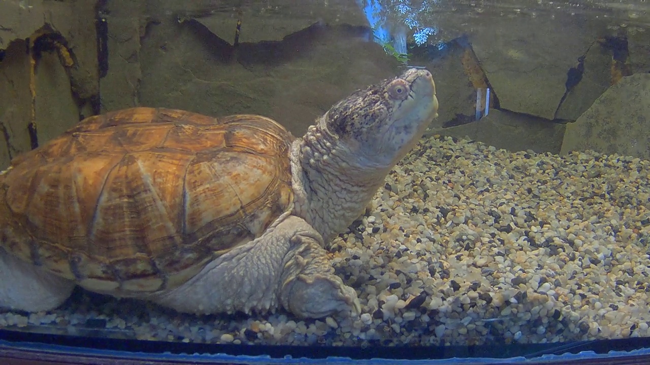 凯门鳄龟水下视频素材