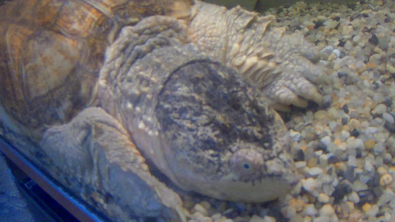 水生海龟视频素材