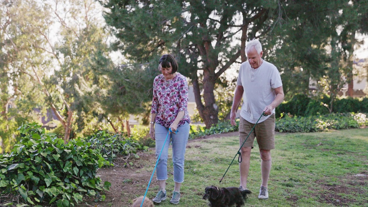 老年已婚退休夫妇在公园遛狗视频素材