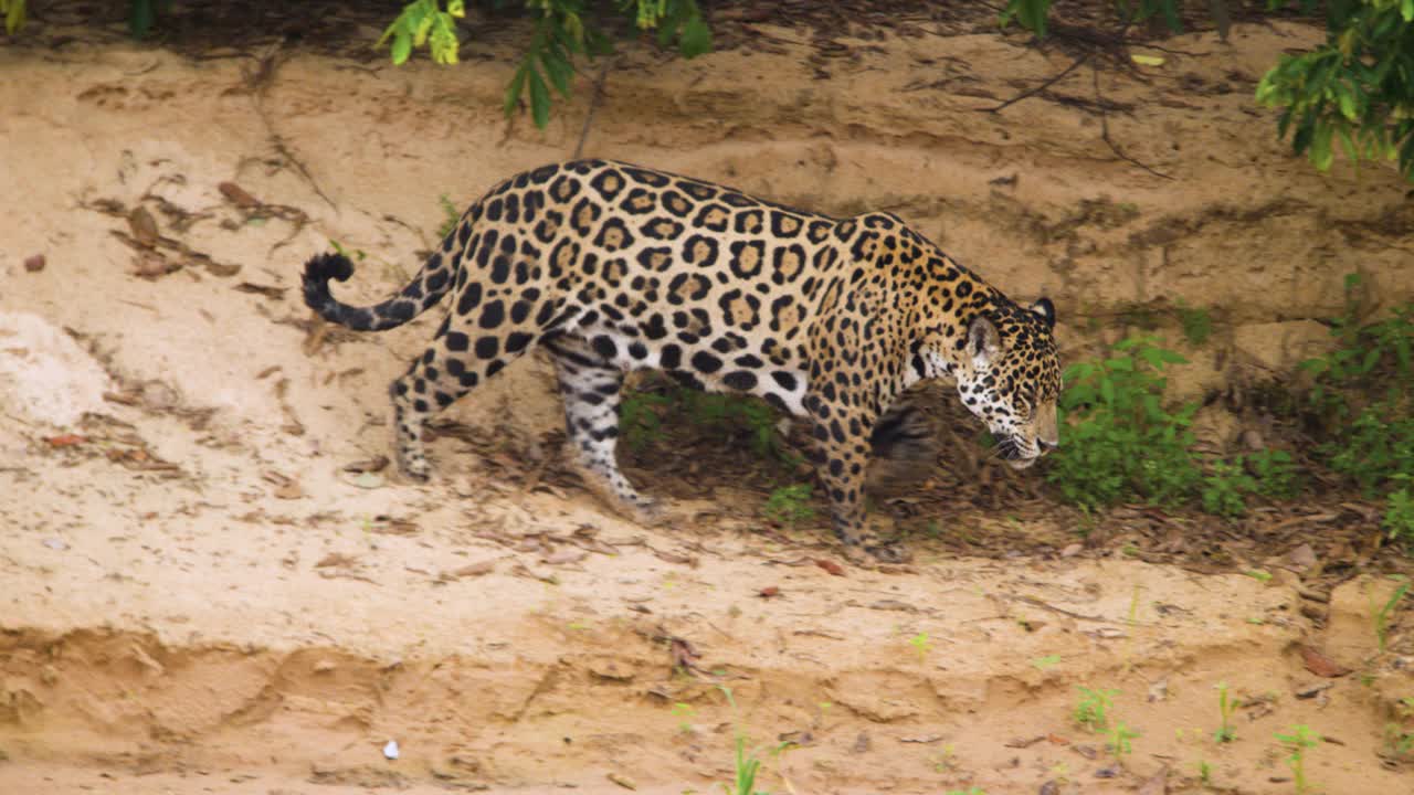 巴西，美洲虎沿着河流行走。视频下载