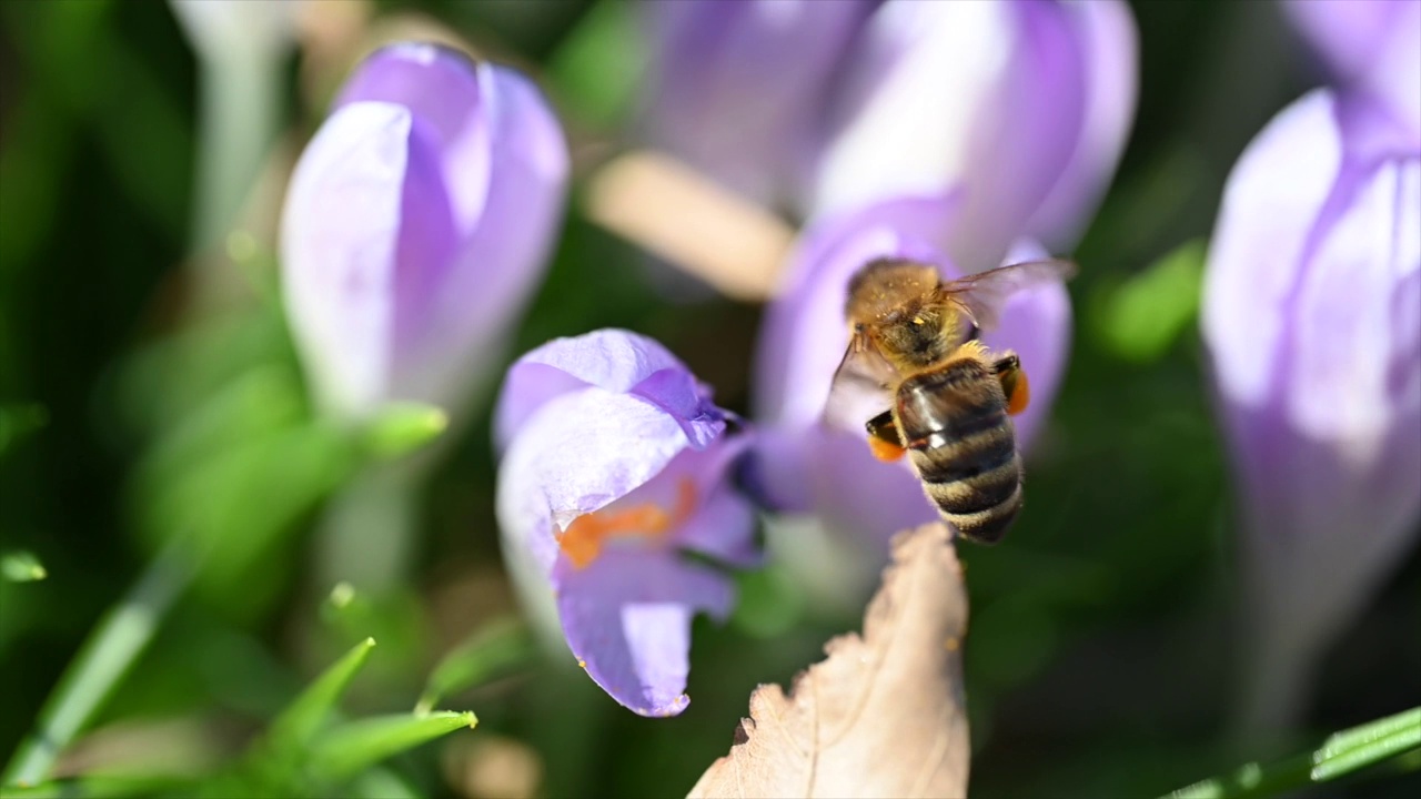 紫色番红花上的蜜蜂视频下载