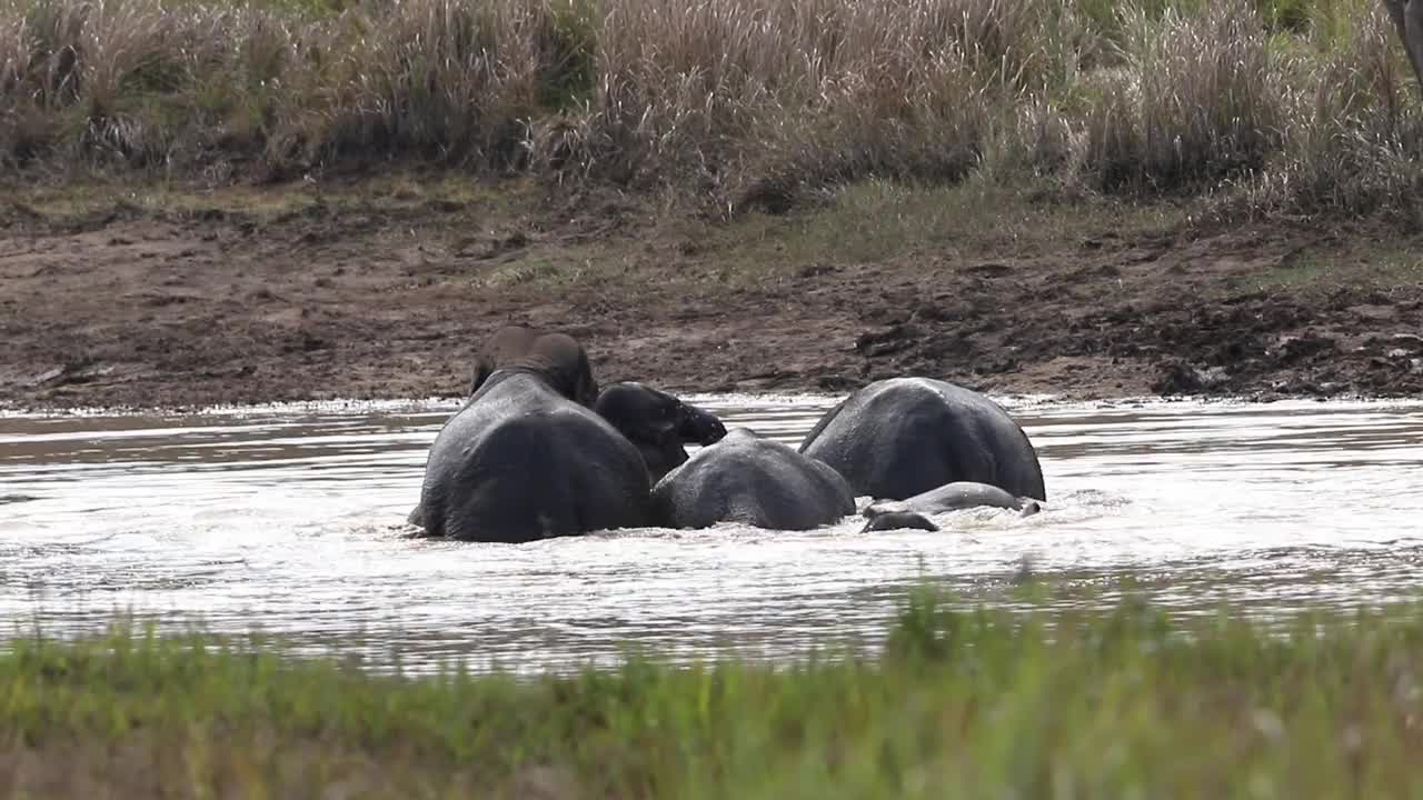 大象喜欢在水里玩视频下载