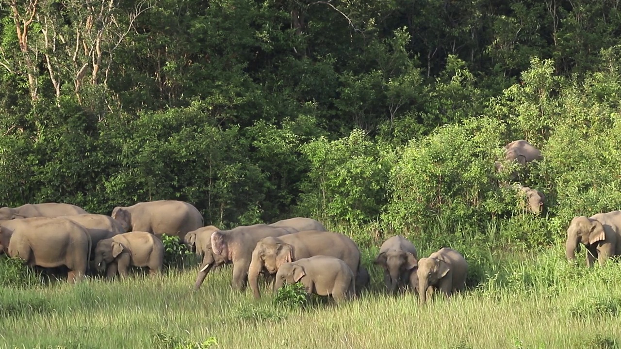 象群在野外吃绿草视频素材