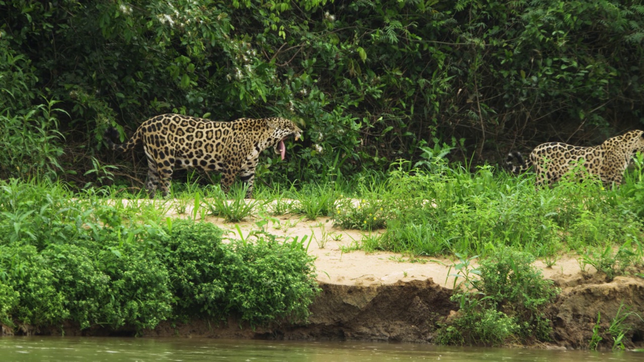 巴西，美洲虎沿着河流行走。视频下载