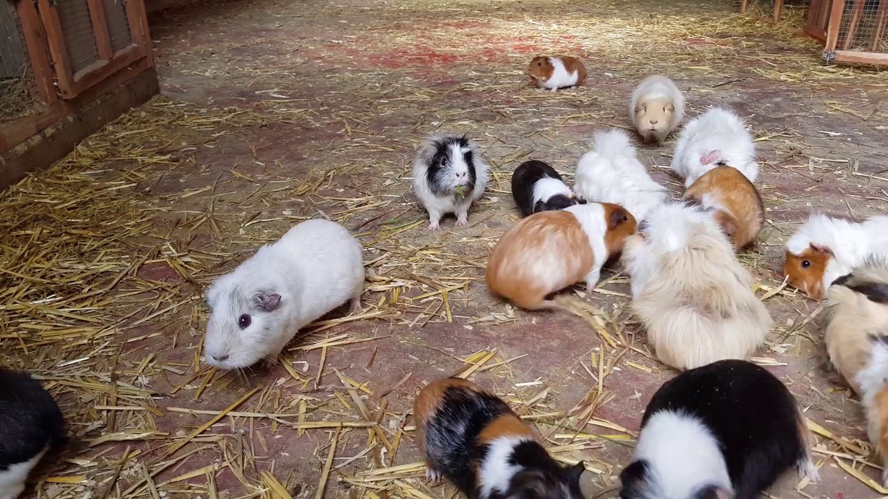 阿比西尼亚豚鼠以干草和草为食视频下载