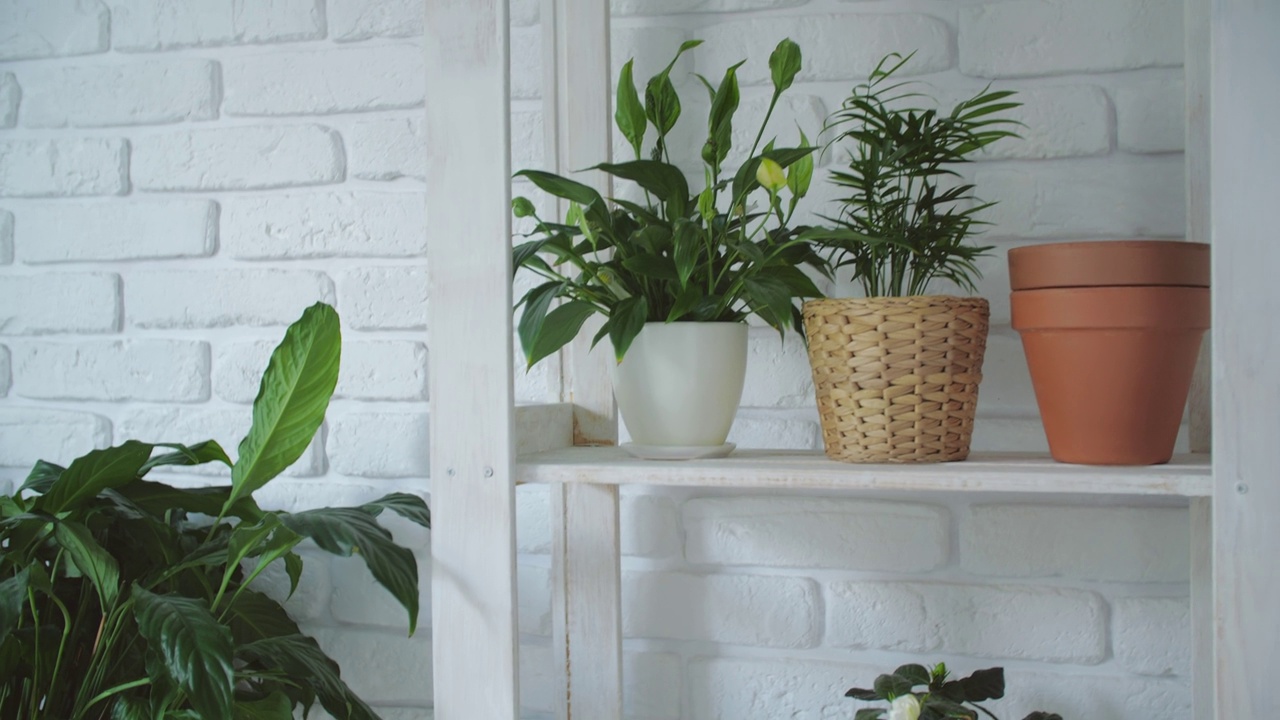 家庭室内花园的植物学组成。花盆里的温室植物，木架和白墙视频下载
