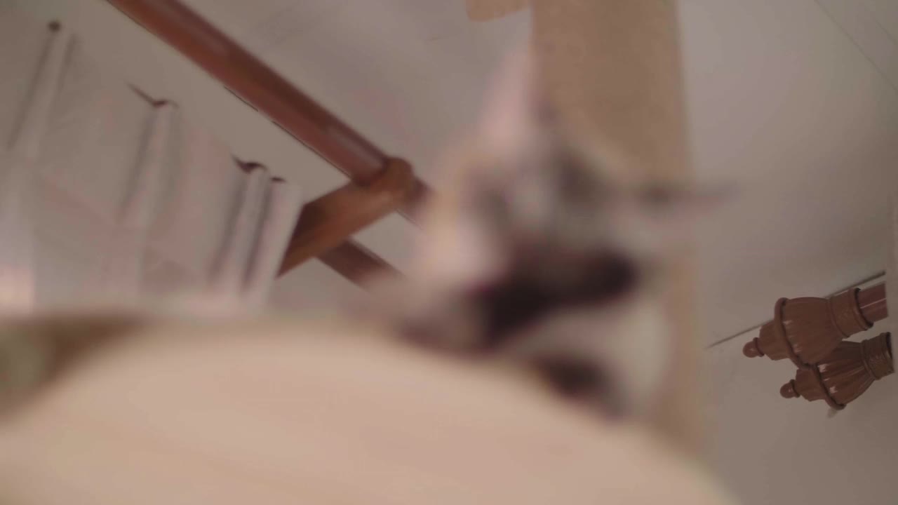 可爱的灰猫躺在抓挠柱上梳理自己。视频素材