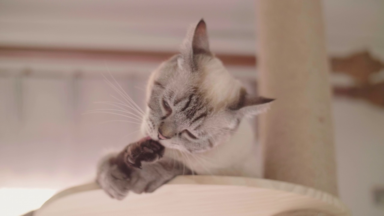 猫躺在挠痒痒的柱子上可以自我清洁。视频素材