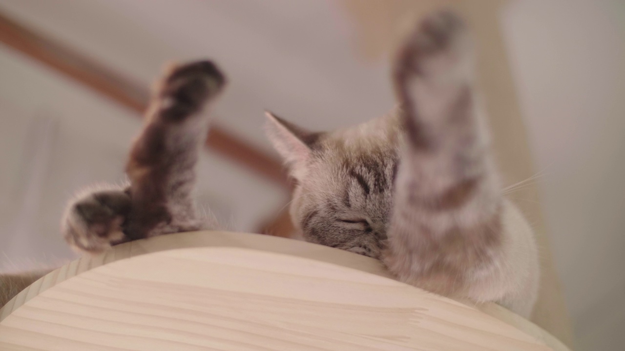 猫躺在挠痒痒的柱子上可以自我清洁。视频素材