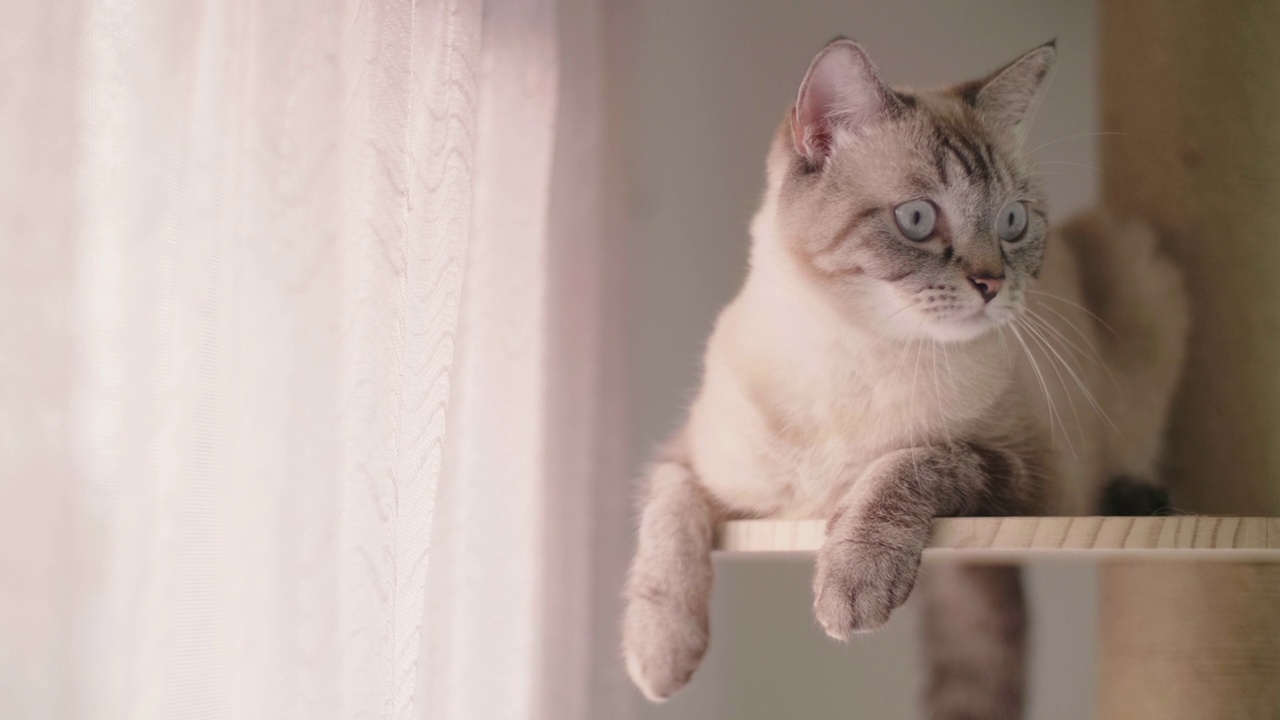可爱的灰猫在挠痒痒的柱子上玩耍。视频素材