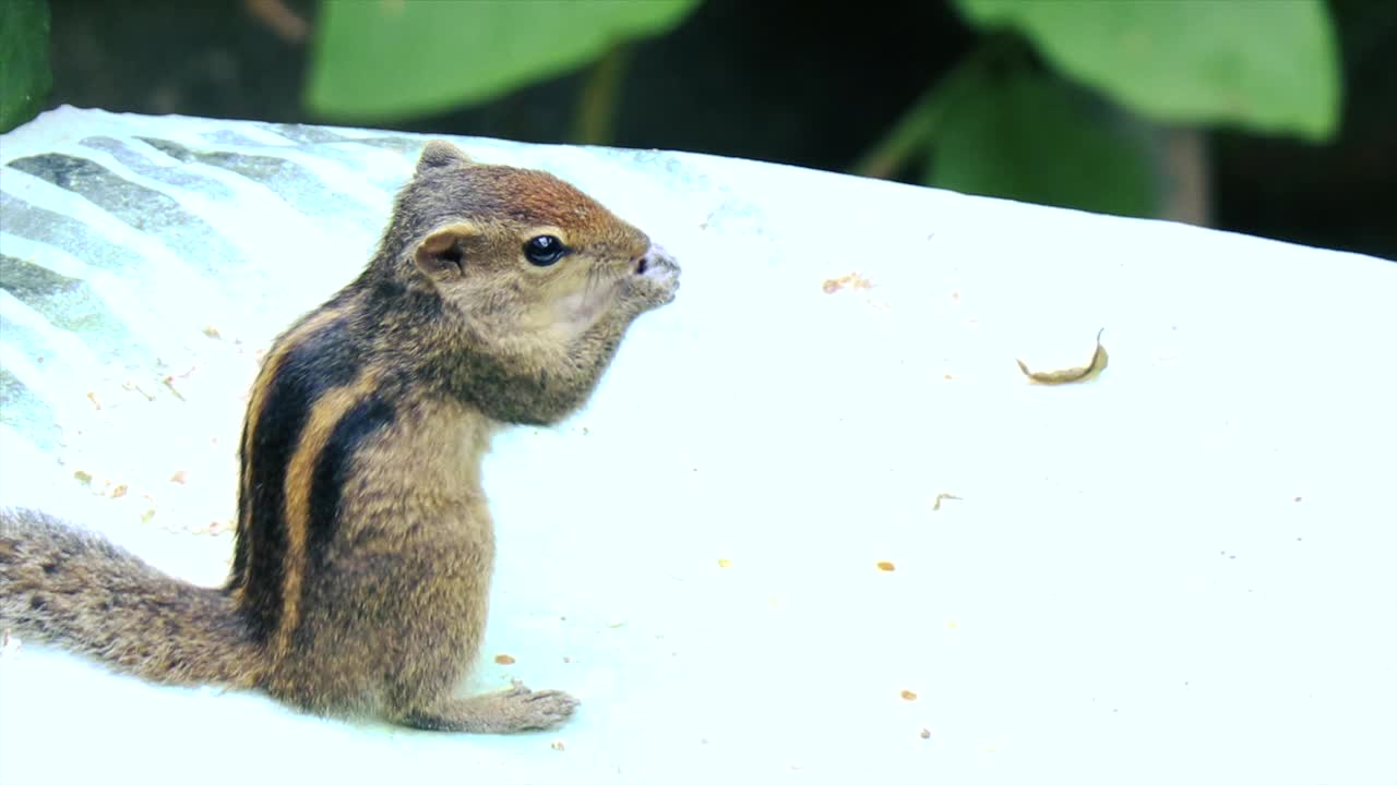 棕色松鼠在吃东西视频素材