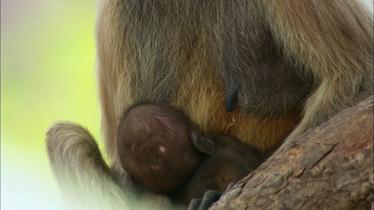 一只灰色的叶猴正在喂她的宝宝视频下载