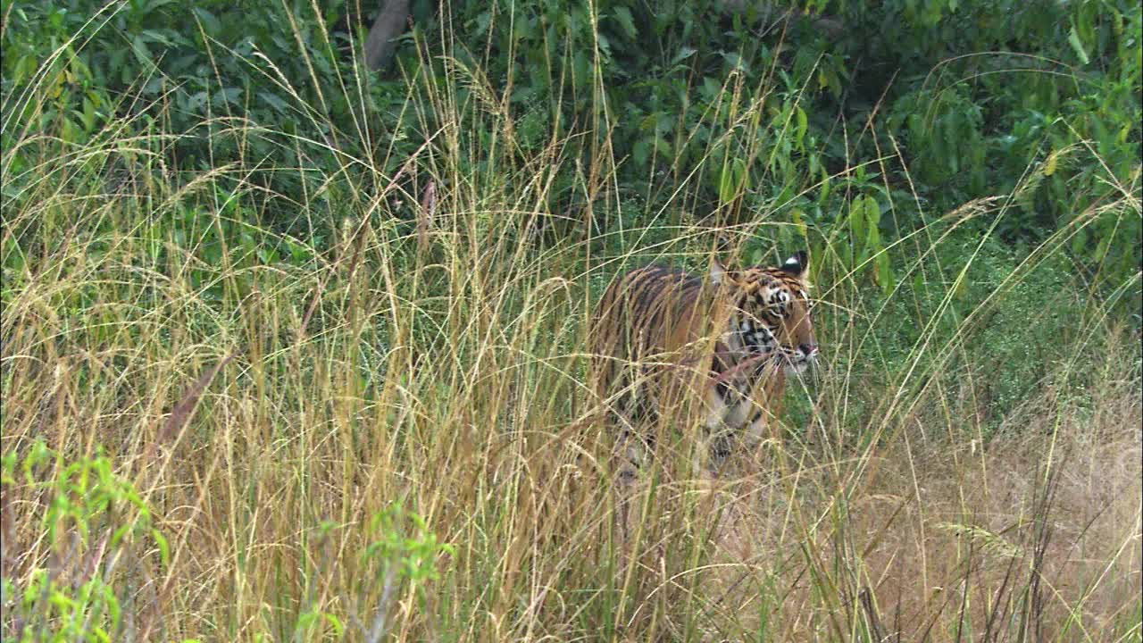 老虎穿过草丛喷洒，标志着它的领地范围视频下载
