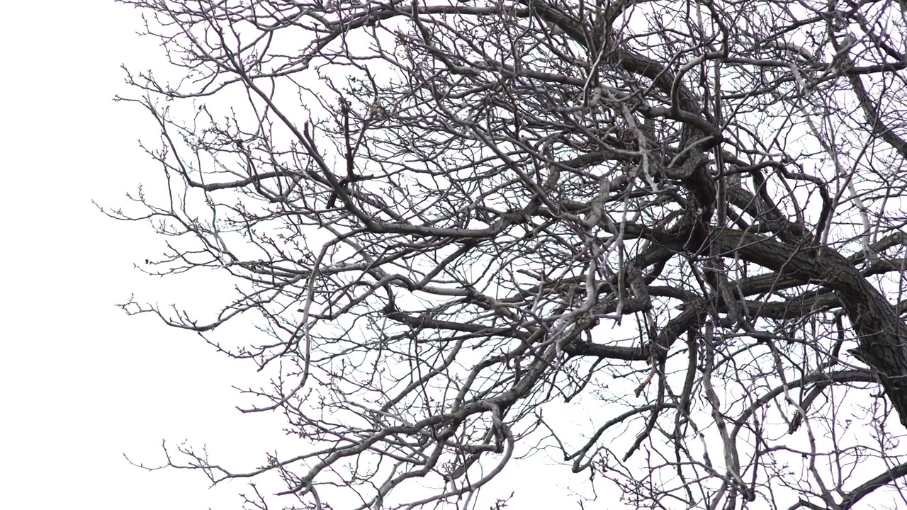 光秃秃的树枝映衬着雾蒙蒙的天空视频下载