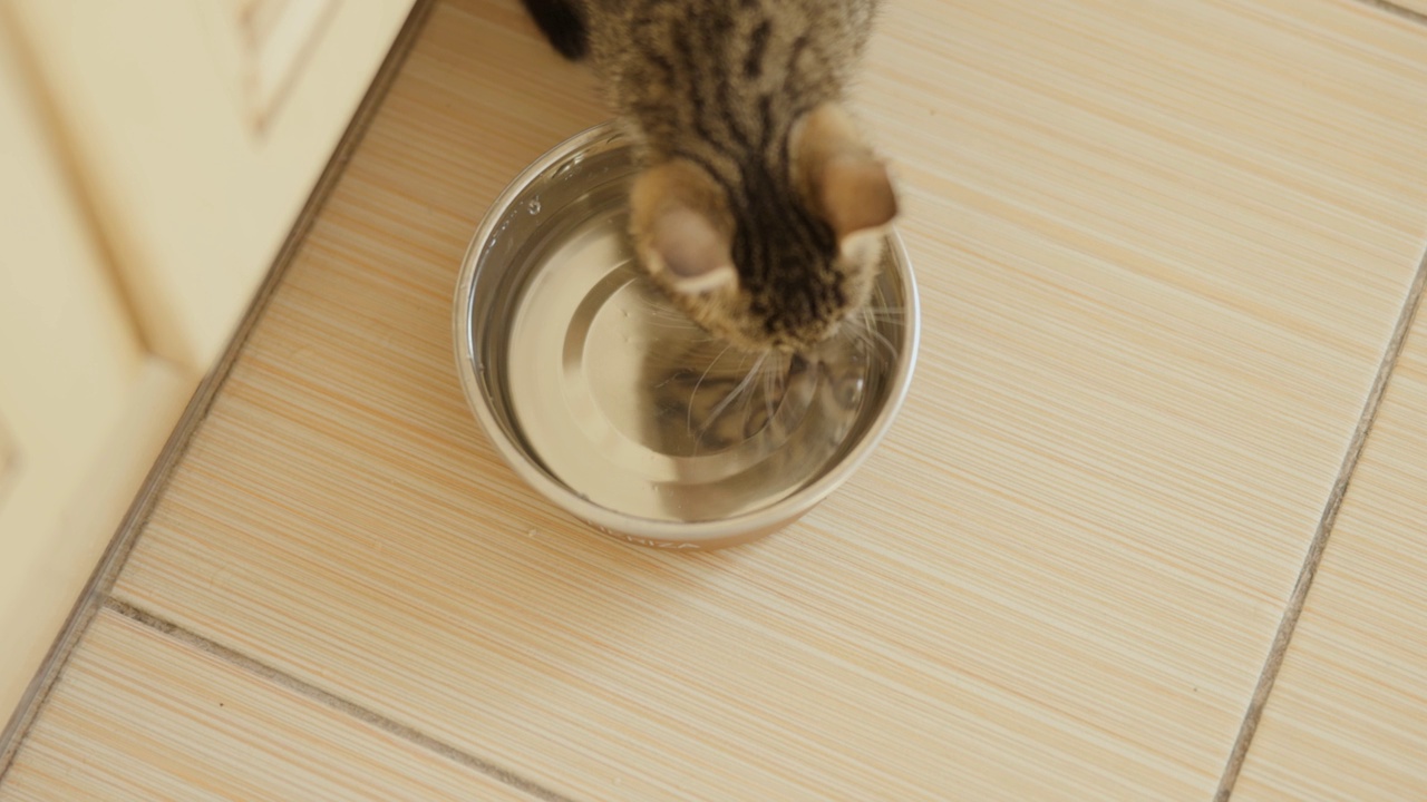 小猫从碗里喝水，碗里的倒影就像在镜子里一样。电影的画面视频素材