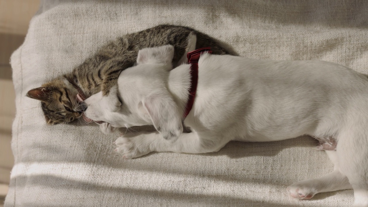 小猫和小狗在床上玩耍视频素材