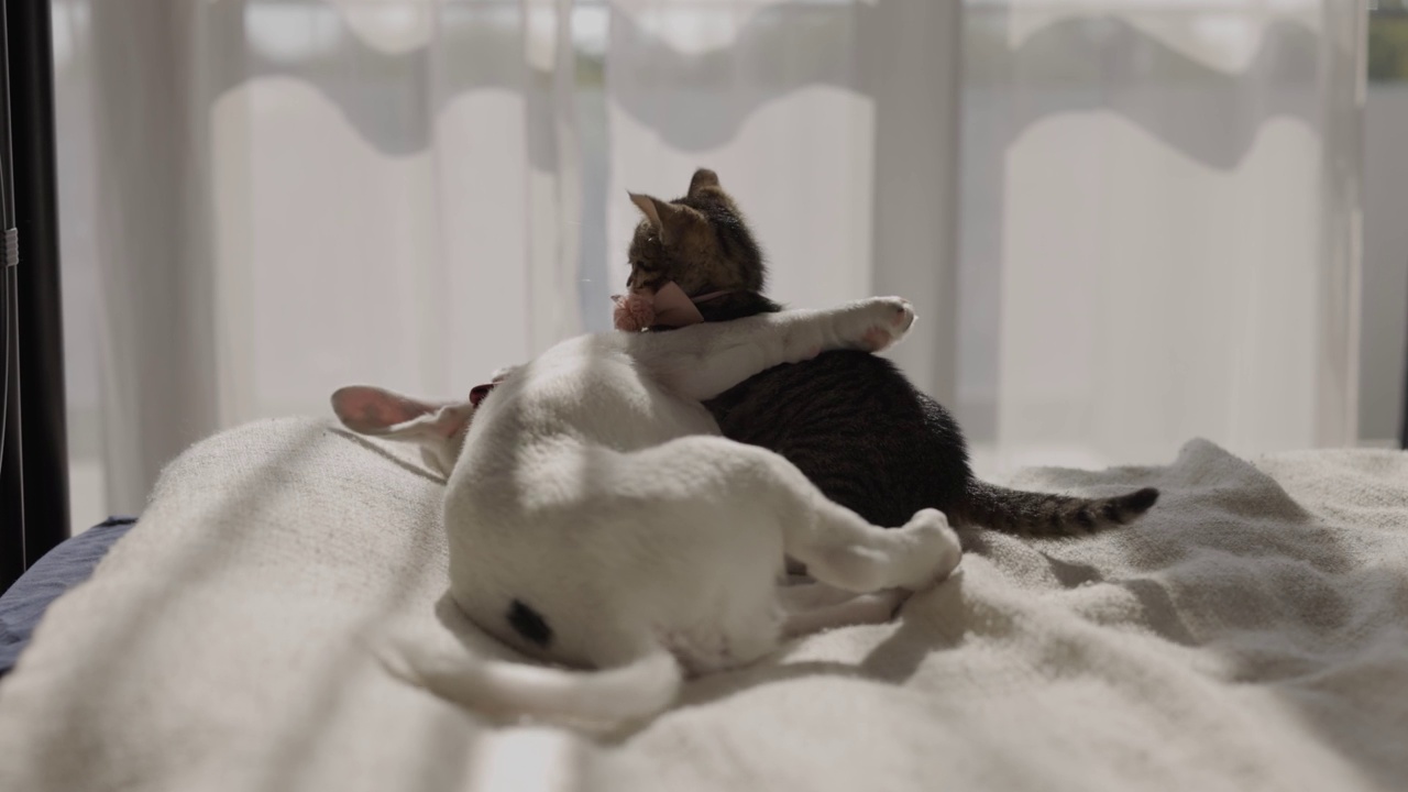小狗和小猫以一种有趣的方式打架视频素材