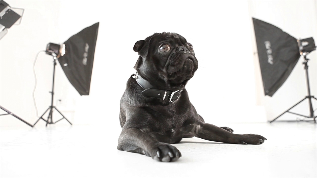 宠物狗哈巴狗在工作室以网络明星的态度建模视频素材