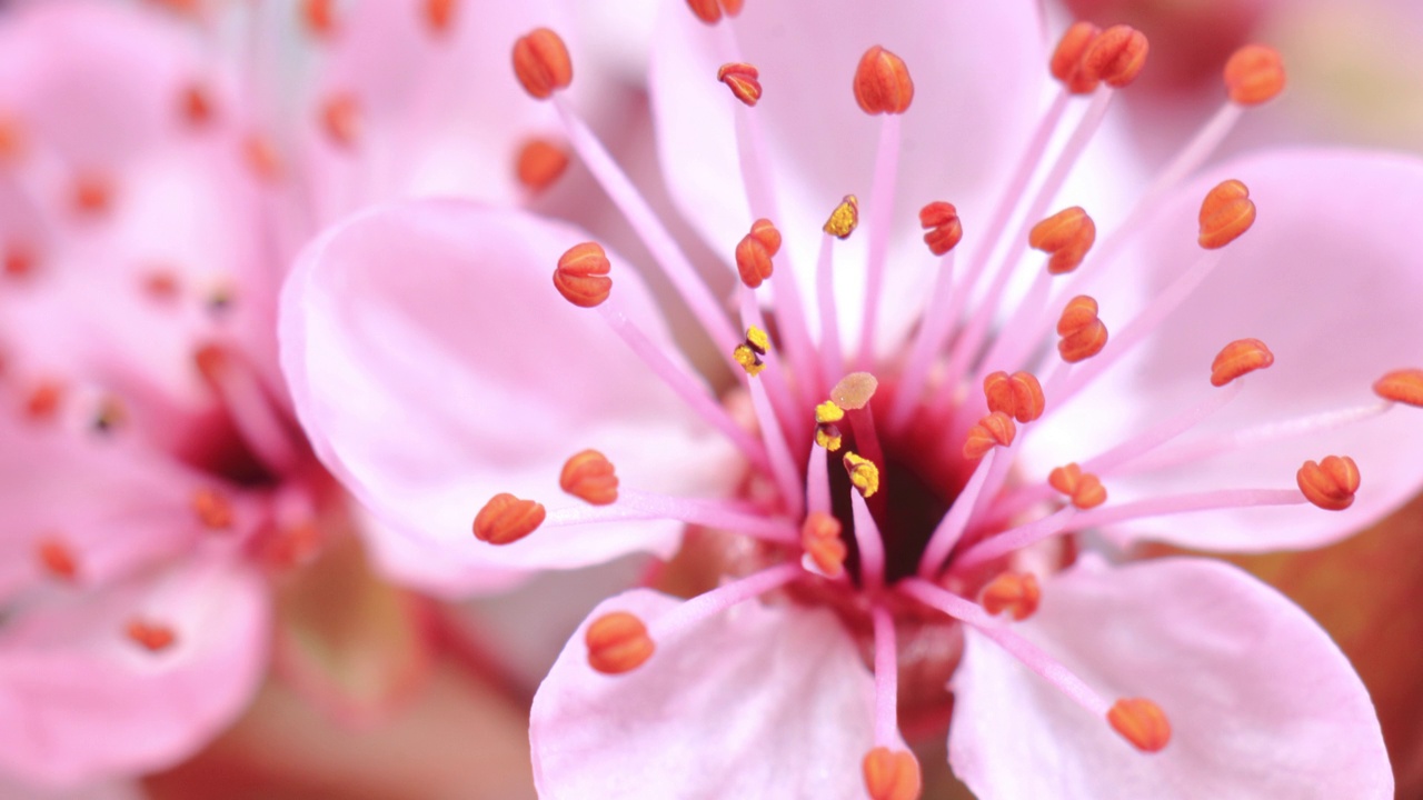 粉红色的樱花树开花了——樱花视频下载