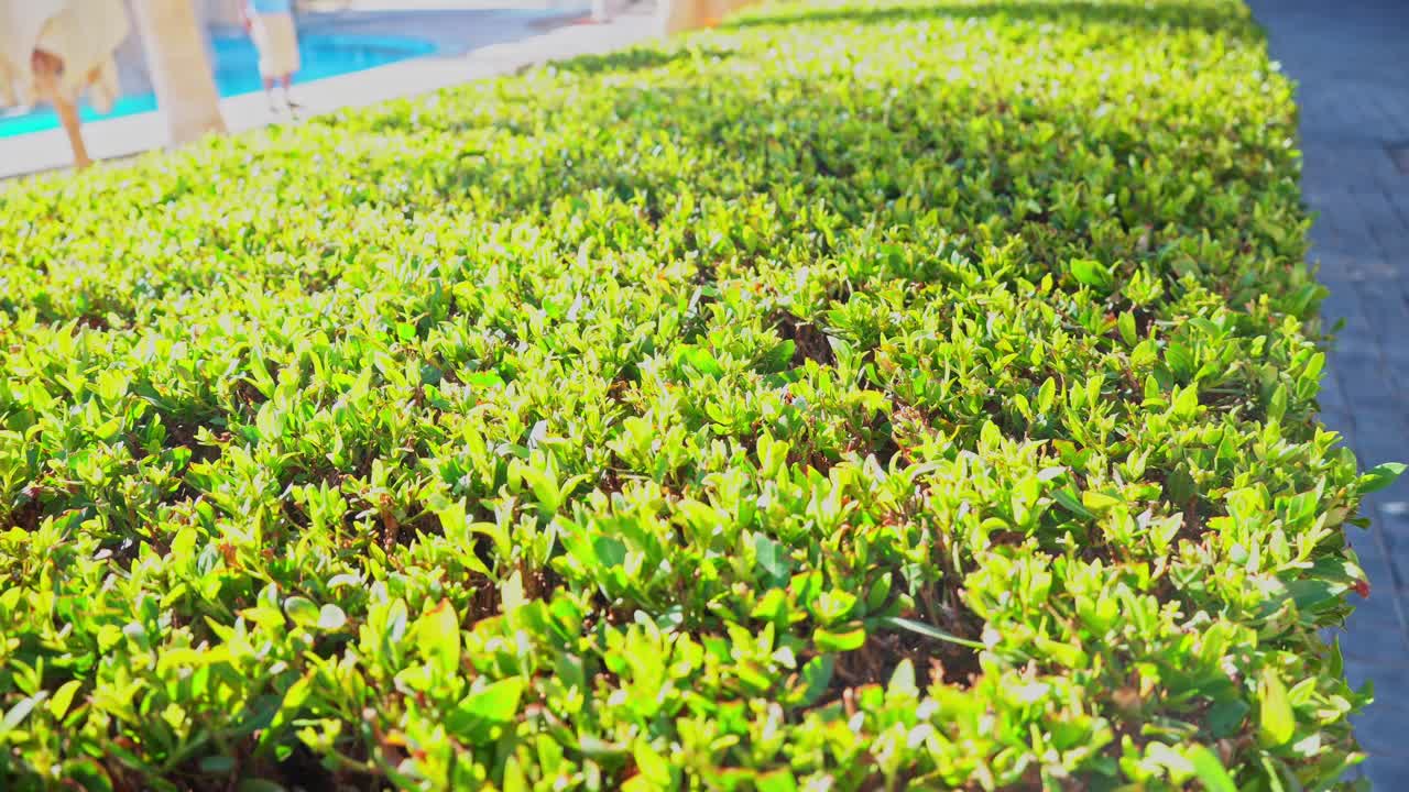 热带度假胜地的绿色修剪灌木。在花园里精心修剪的灌木。热带酒店的园艺。视频素材