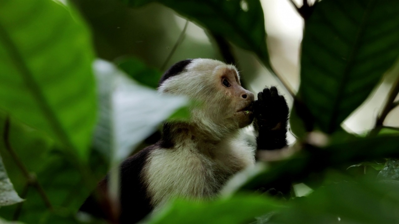 巴拿马白脸僧帽猴:巴拿马视频素材
