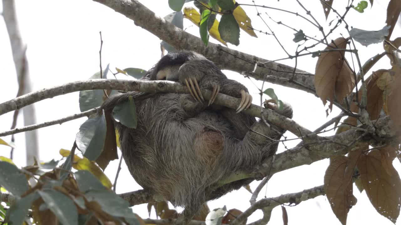 棕色喉咙树懒/三趾树懒，巴拿马视频素材