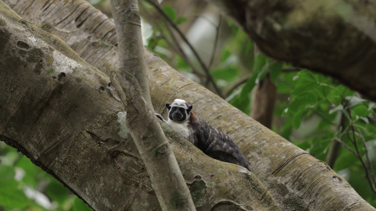 Geoffroy绢毛猴,巴拿马视频素材