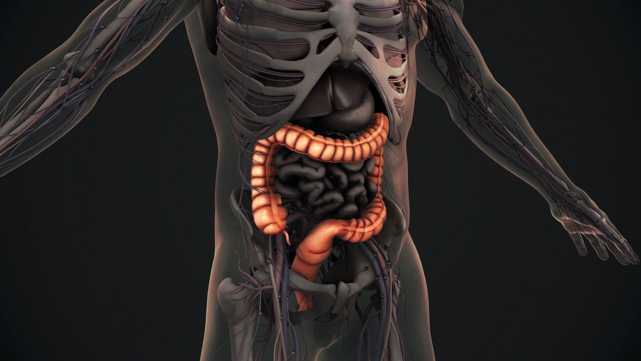 人体大肠解剖动画视频素材