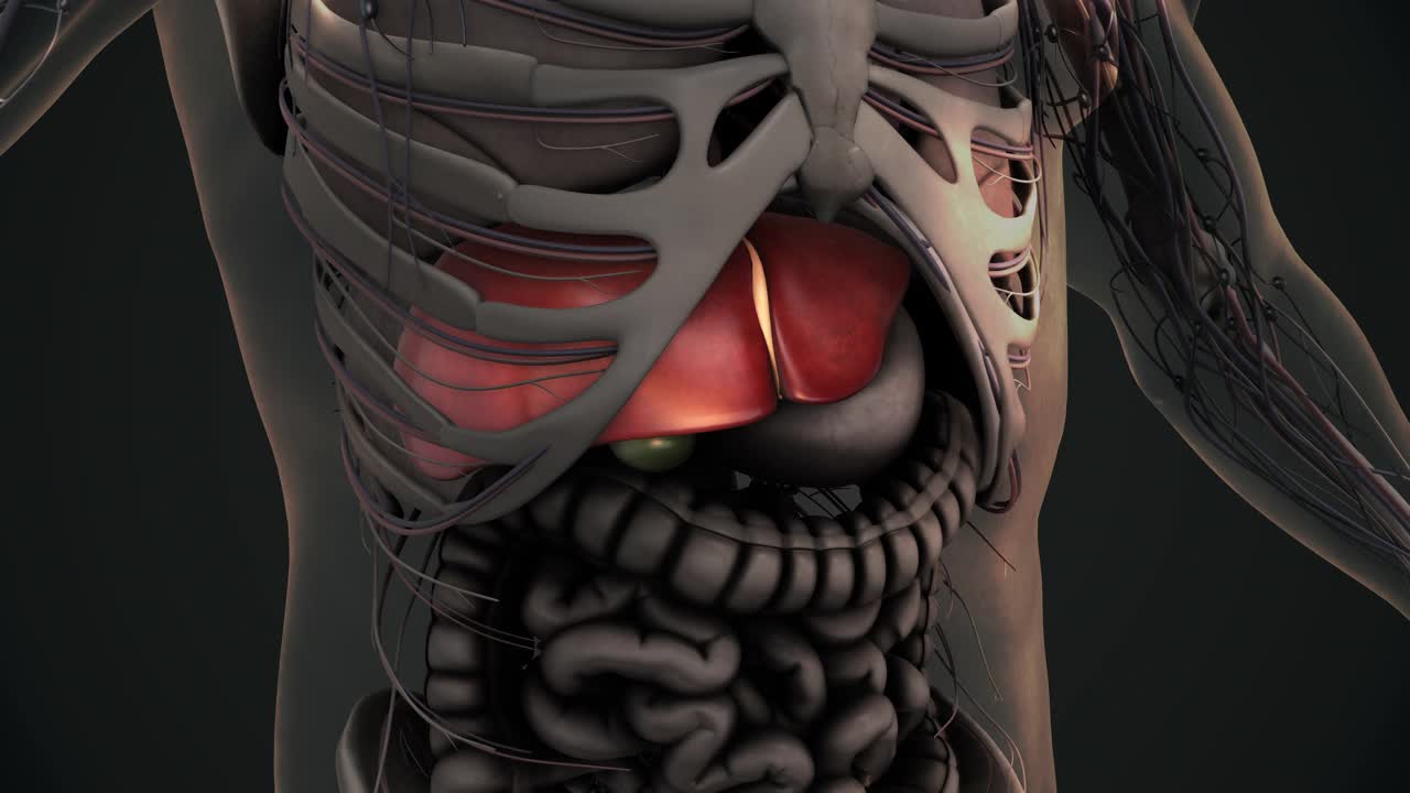人体肝脏解剖动画背景视频素材