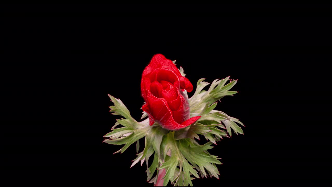 美丽的红色银莲花盛开在黑色的背景，特写镜头。海葵良性。婚礼背景，情人节的概念。生日群。花朵特写镜头。阿尔法通道视频素材