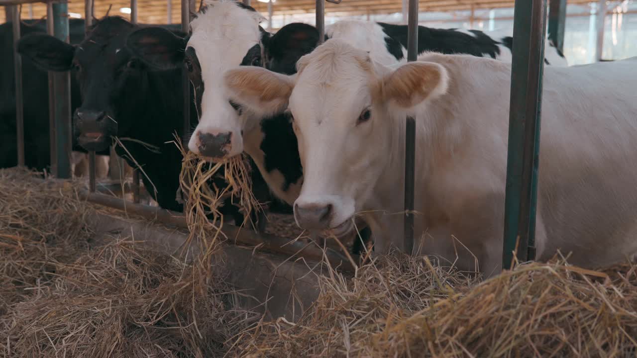 在产奶农场里吃奶的一群奶牛视频下载