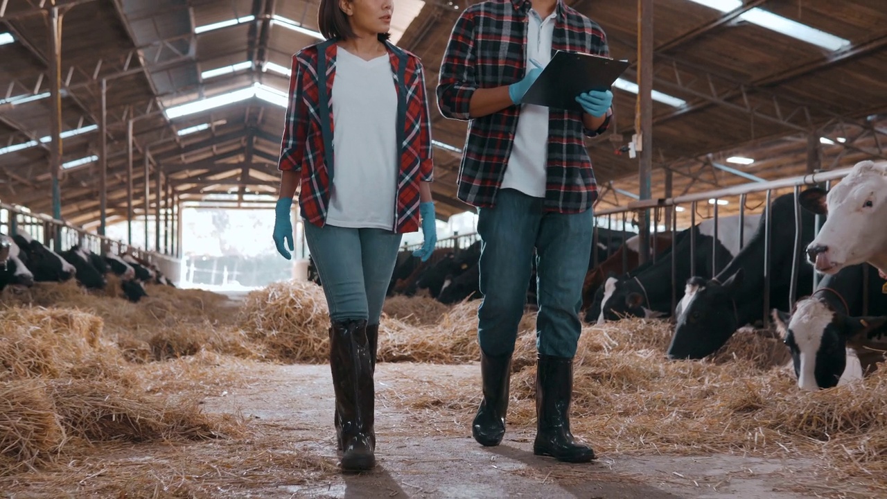女农民和男农民沿着排走，检查谷仓里的牲畜。视频下载