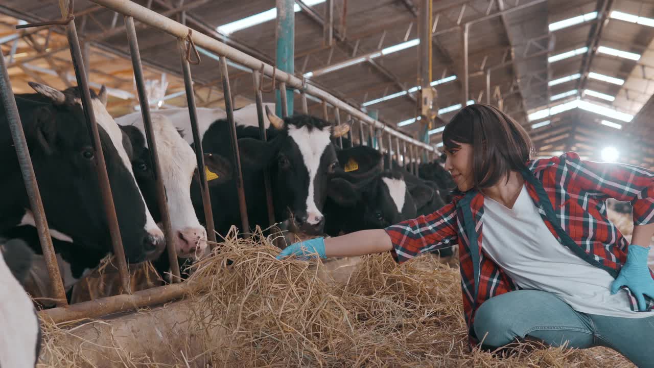 女农民在谷仓里检查奶牛。视频下载
