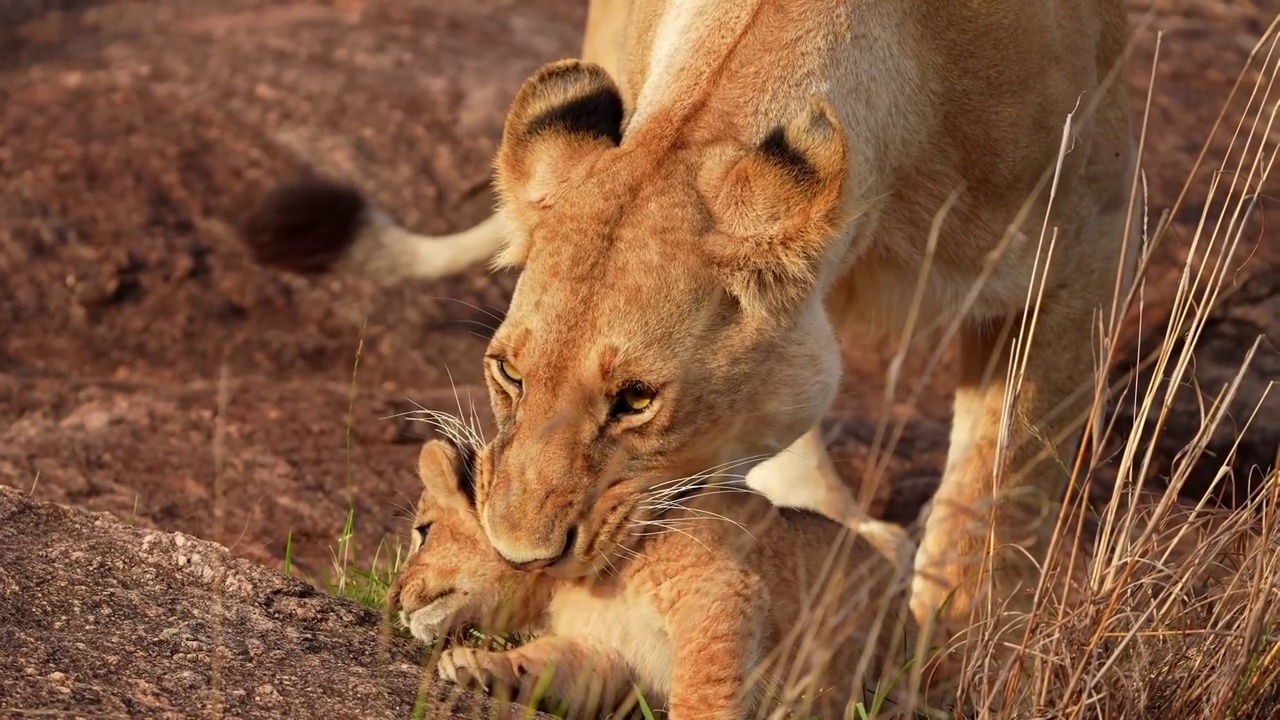 森林里一只野生母狮和一只可爱的小狮子玩耍的慢镜头。母狮和幼崽视频素材