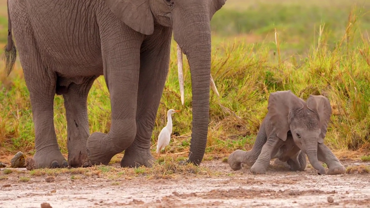 慢镜头显示一只可爱的小象和一头巨象走在一起。刚出生的非洲小象在森林里散步视频素材