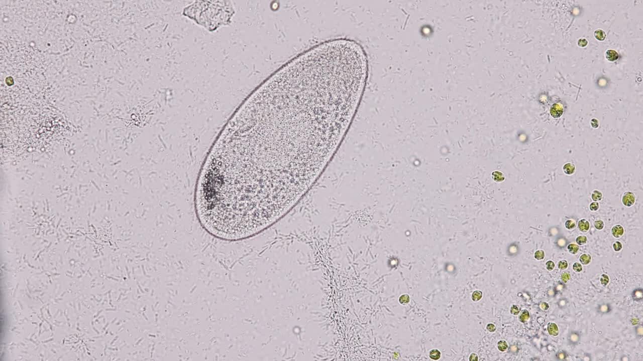 尾草履虫(Paramecium caudatum)是一种单细胞纤毛原生动物和细菌。视频下载