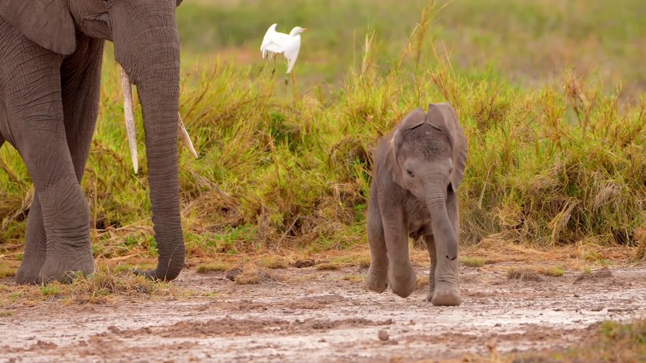 一只可爱的小象和母象在森林里散步的慢镜头。刚出生的小象会走路视频素材