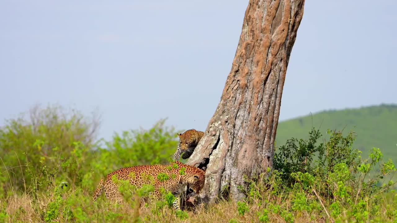 两只非洲豹在一棵树旁搏斗的慢动作镜头。森林里野生豹子的镜头视频素材