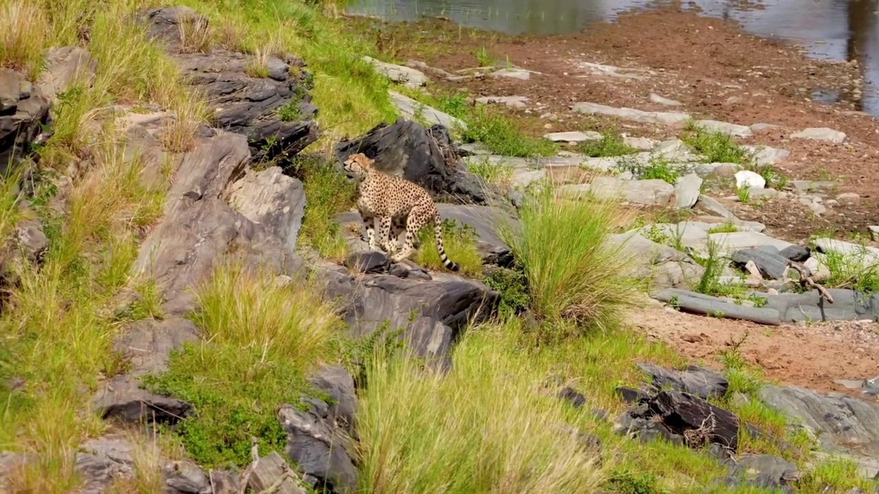 野生非洲猎豹在森林中的大石头上奔跑的慢动作镜头。猎豹在森林里奔跑视频素材