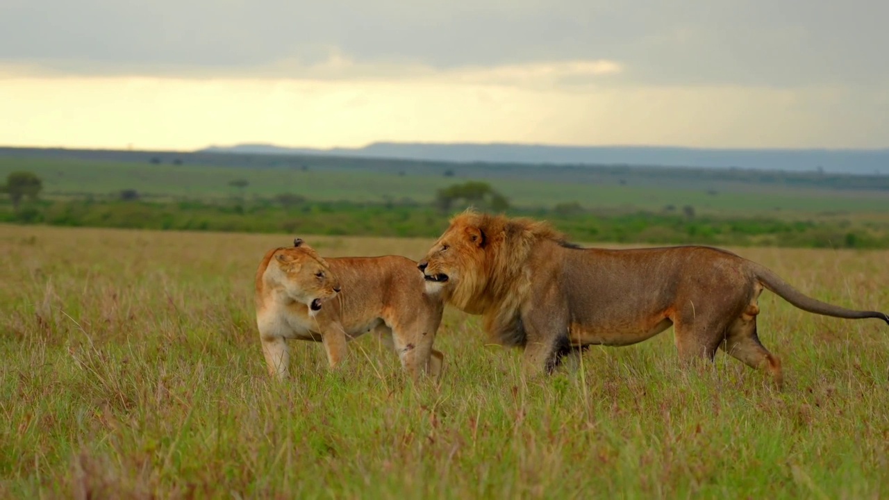 森林中一只雄性非洲狮与母狮搏斗的慢动作镜头。森林里的野生非洲狮和母狮视频素材