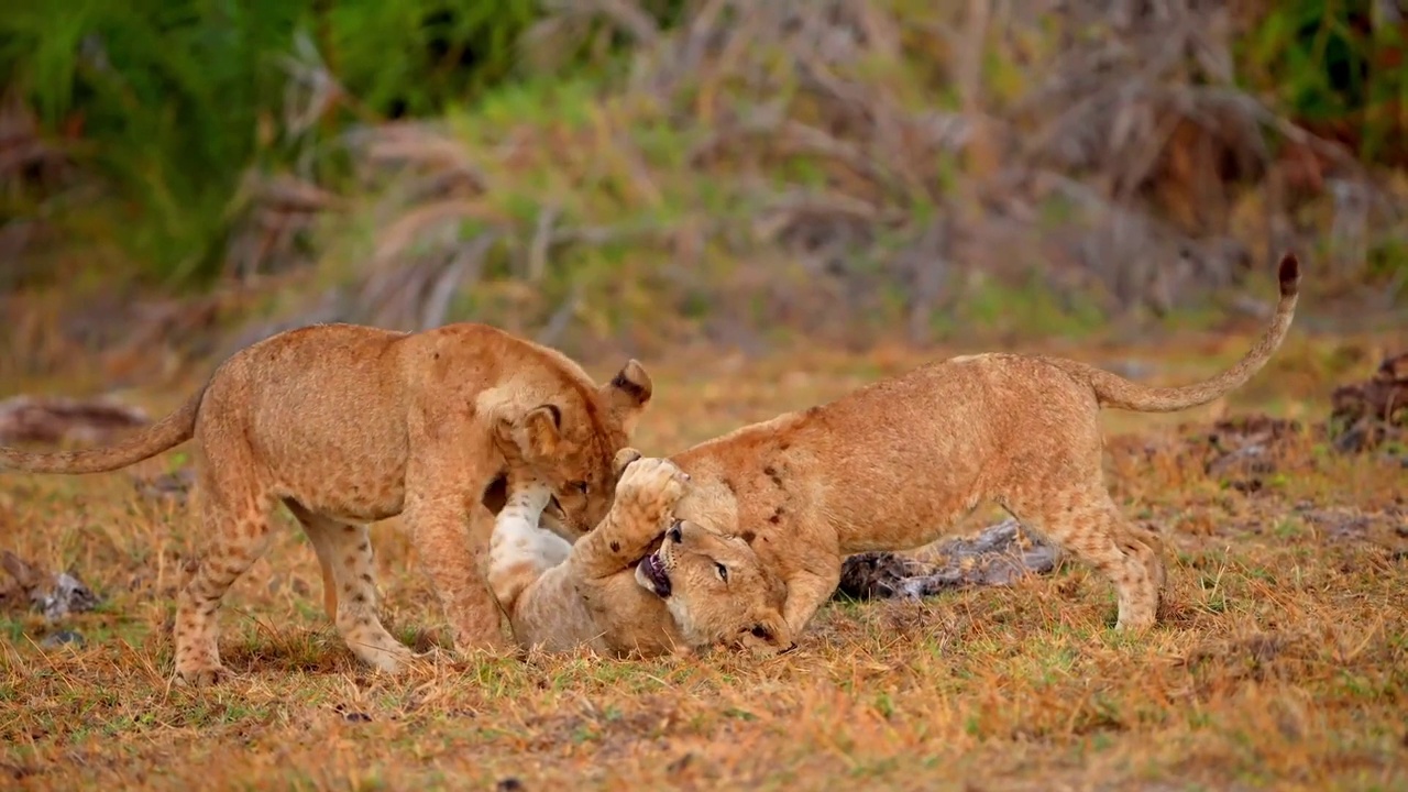 小狮子在野生森林里一起玩耍的慢镜头。在野生森林里，小狮子们在一起战斗和玩耍视频素材