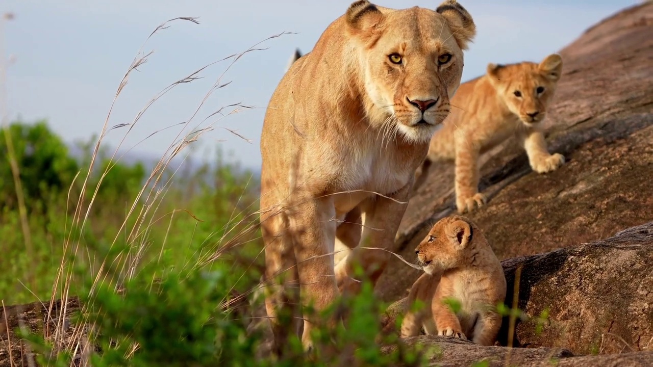 一个可爱的小狮子和母狮子在野生森林里散步的慢镜头。小狮子和母狮子在森林里视频素材