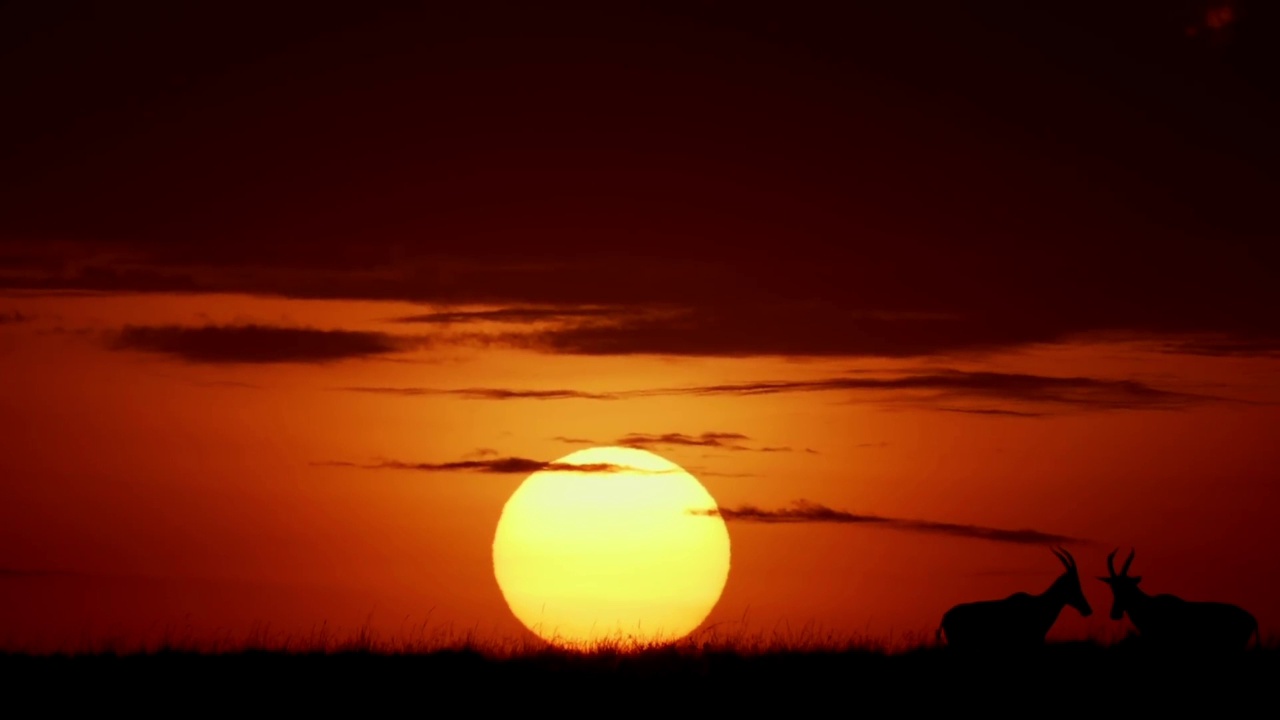 日落时分，一只非洲鹿在森林里吃草的慢镜头。日落时分在野生森林里吃草的鹿视频素材