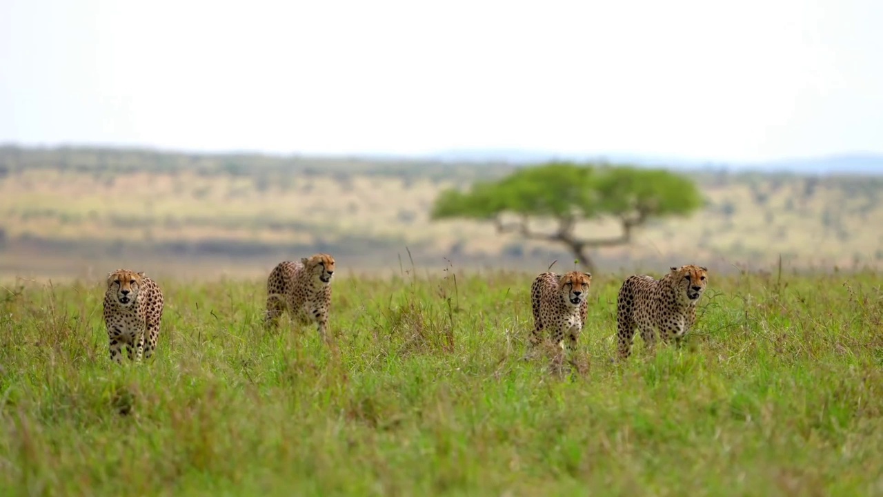 慢动作镜头，四只野生猎豹兄弟在野生森林中行走。猎豹在野生森林中行走的肖像视频素材