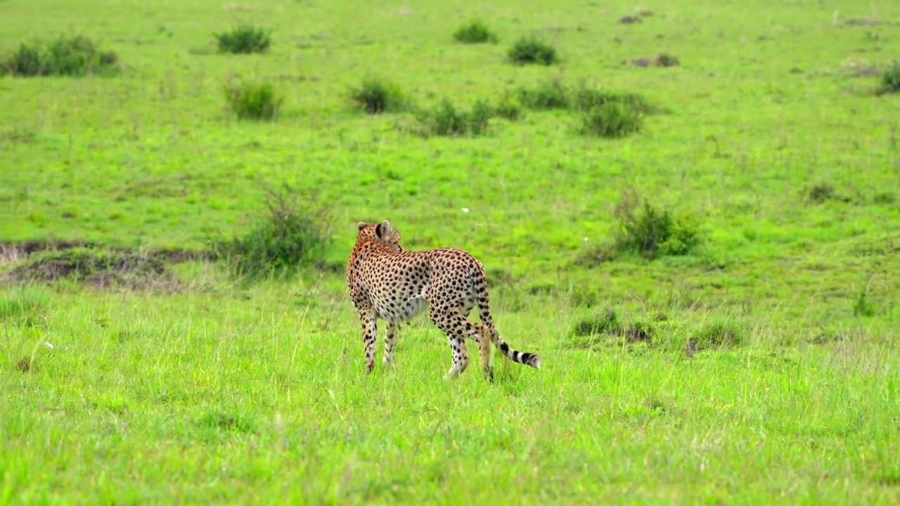 一只野生非洲猎豹在森林中行走的慢动作镜头。在森林里行走的猎豹视频素材