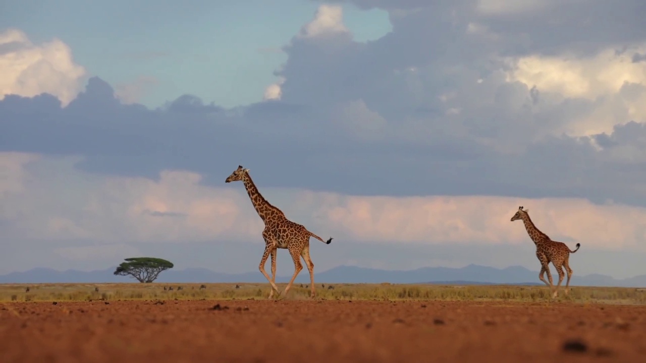 日落时分，一只长颈鹿在森林里行走的慢镜头。森林里的野生长头长颈鹿视频素材