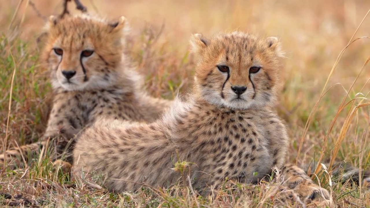 两个野生猎豹幼崽在野生森林的草地上休息的慢镜头。森林里野生猎豹幼崽的特写。猎豹幼崽特写镜头视频素材