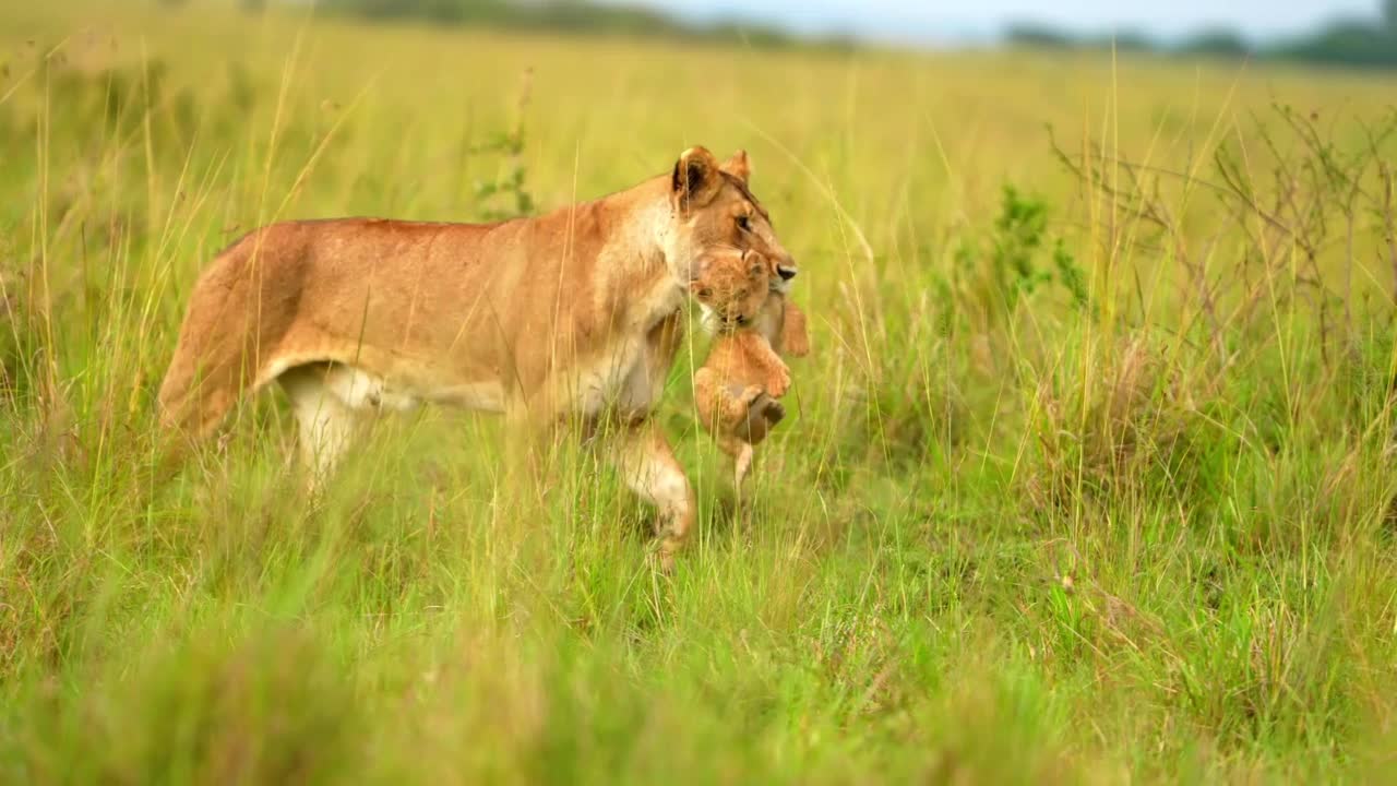 一只野生非洲母狮和可爱的小狮子在森林里散步的慢动作镜头。森林里母狮口中的小狮子视频素材