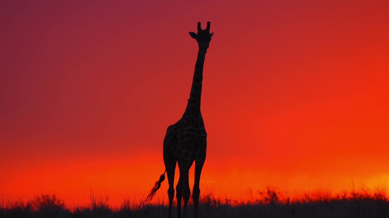 日落时分，一只野生长颈鹿在森林里行走的慢镜头。非洲长颈鹿在夕阳下的森林中漫步视频素材