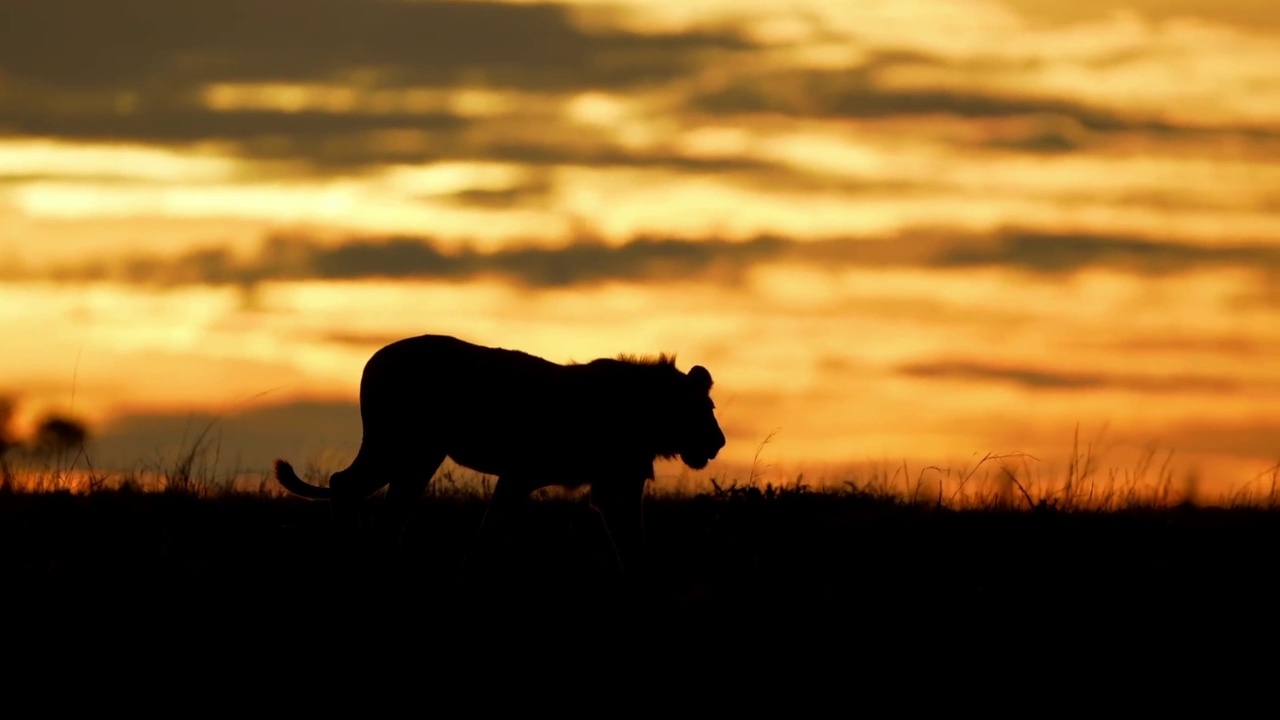 日落时分，一只野生狮子在森林里行走的慢镜头。在野生森林中行走的狮子肖像视频素材